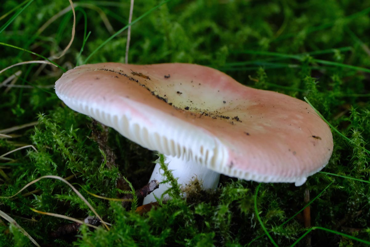 Frank Deden Natuurfotografie