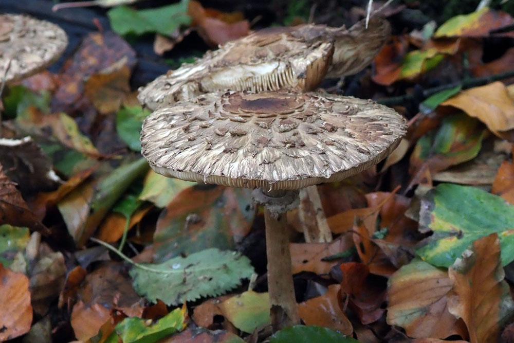 Frank Deden Natuurfotografie