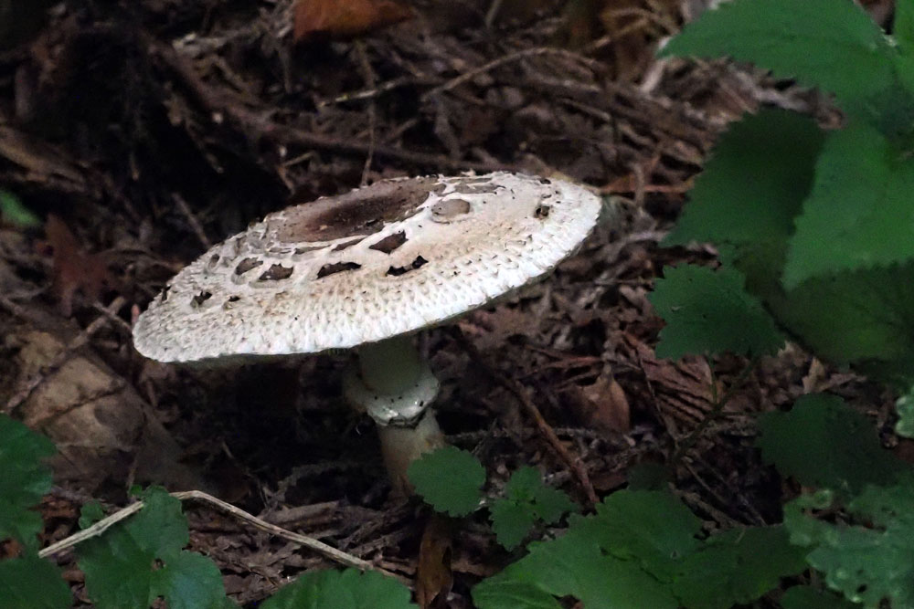 Frank Deden Natuurfotografie