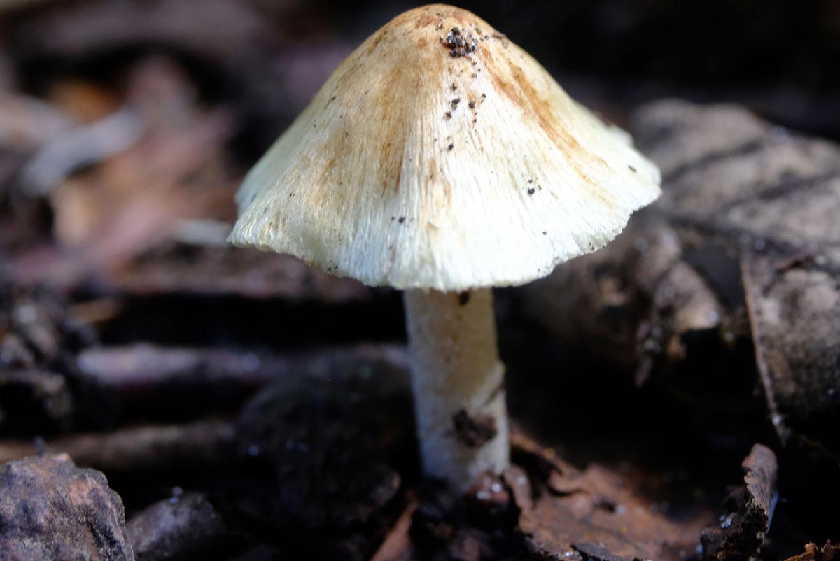 Frank Deden Natuurfotografie