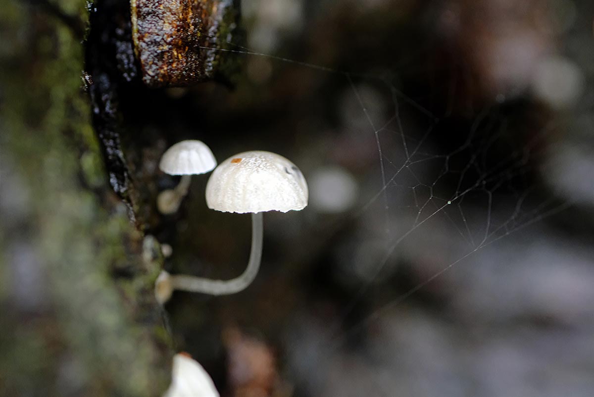 Frank Deden Natuurfotografie