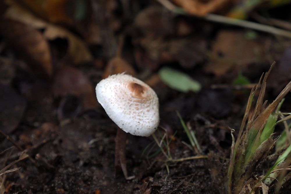 Frank Deden Natuurfotografie