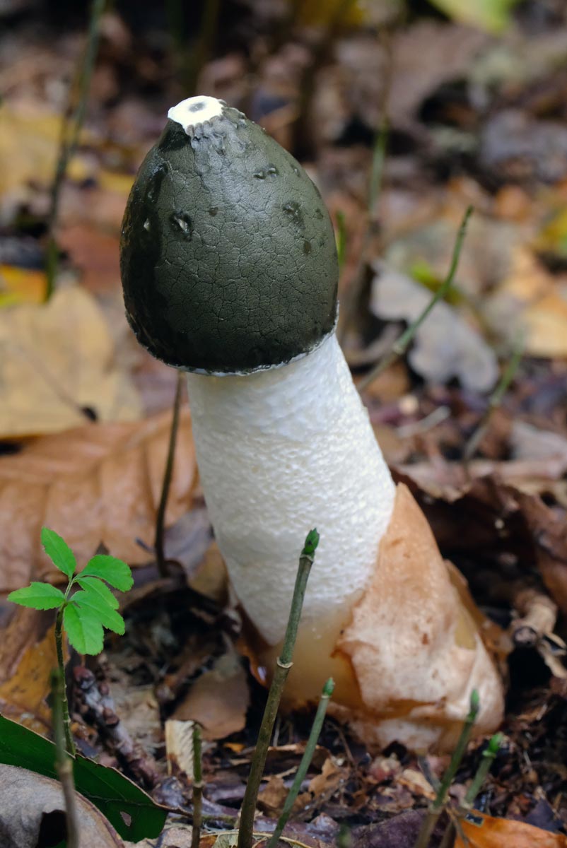 Frank Deden Natuurfotografie