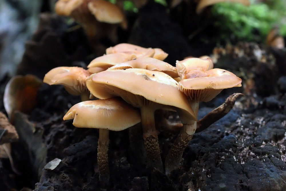 Frank Deden Natuurfotografie