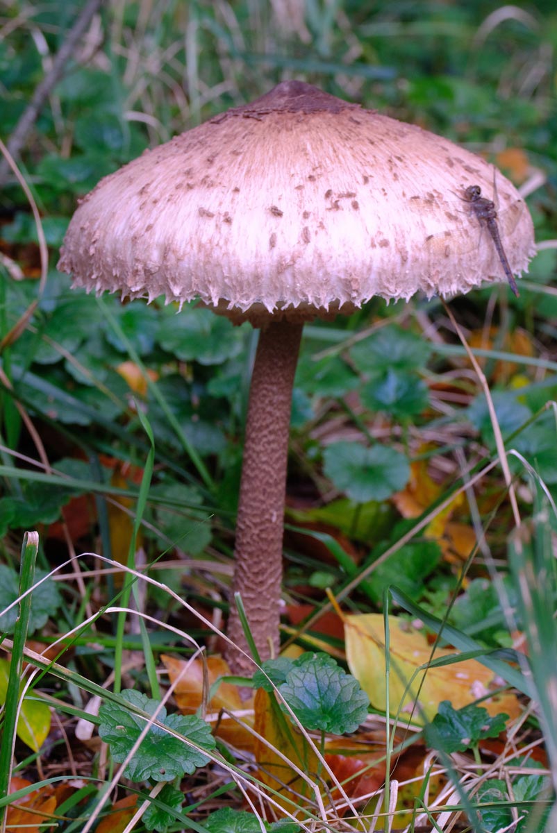 Frank Deden Natuurfotografie