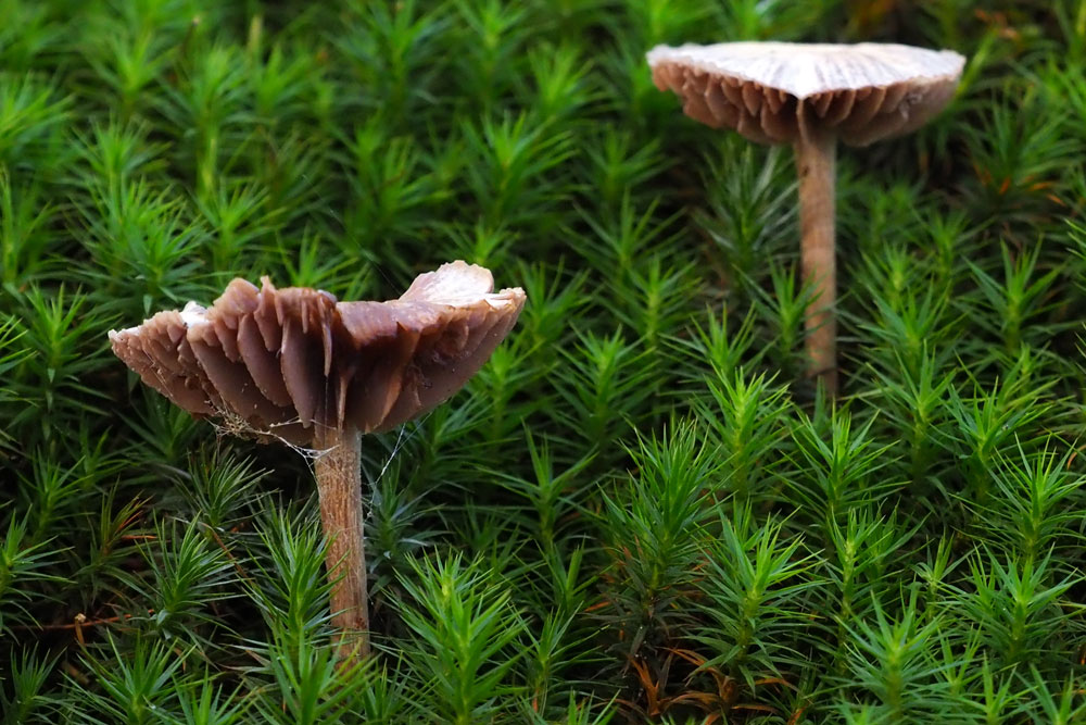 Frank Deden Natuurfotografie