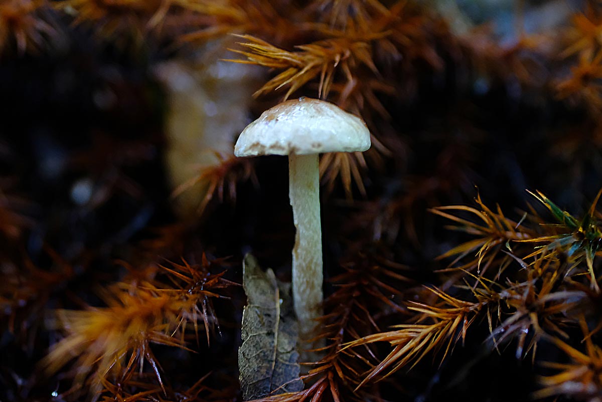 Frank Deden Natuurfotografie