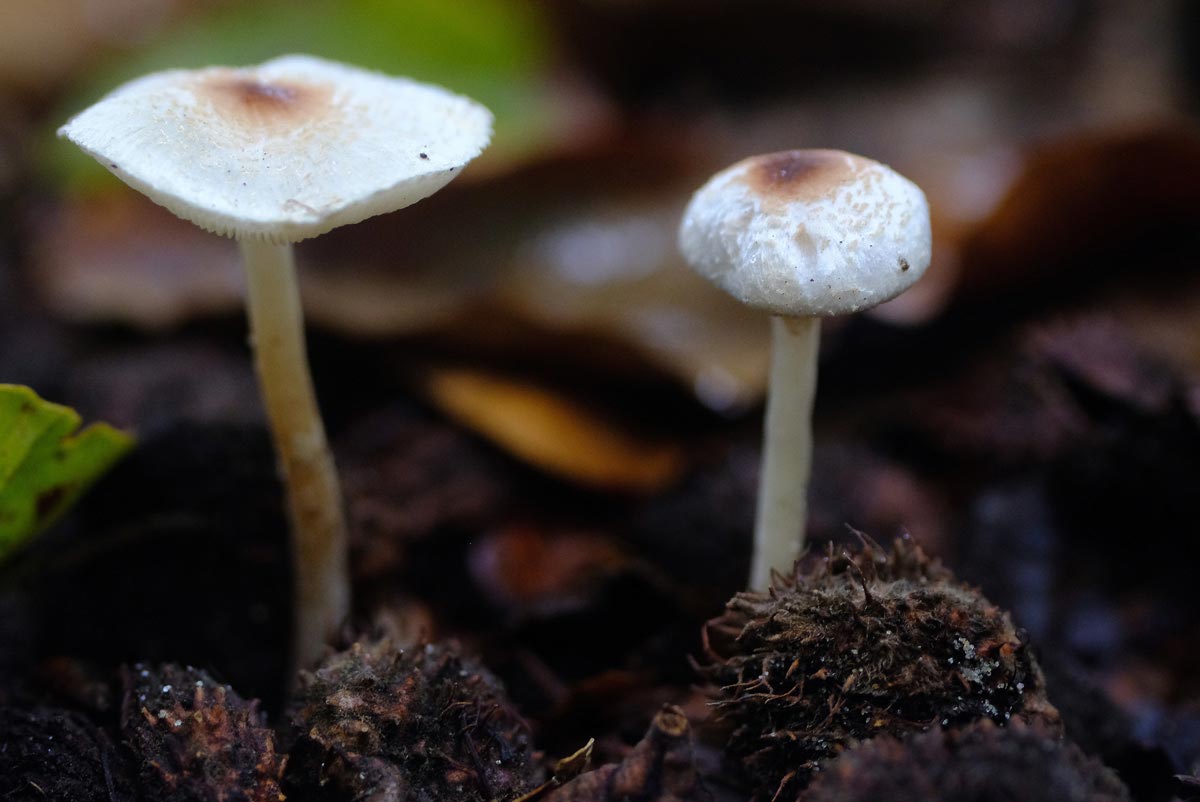 Frank Deden Natuurfotografie