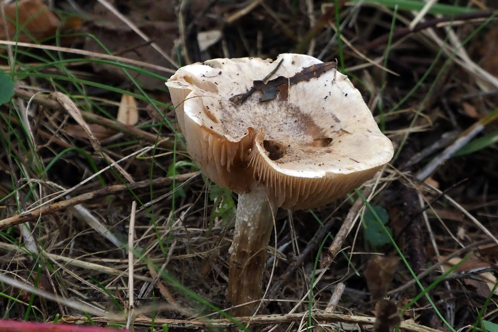 Frank Deden Natuurfotografie