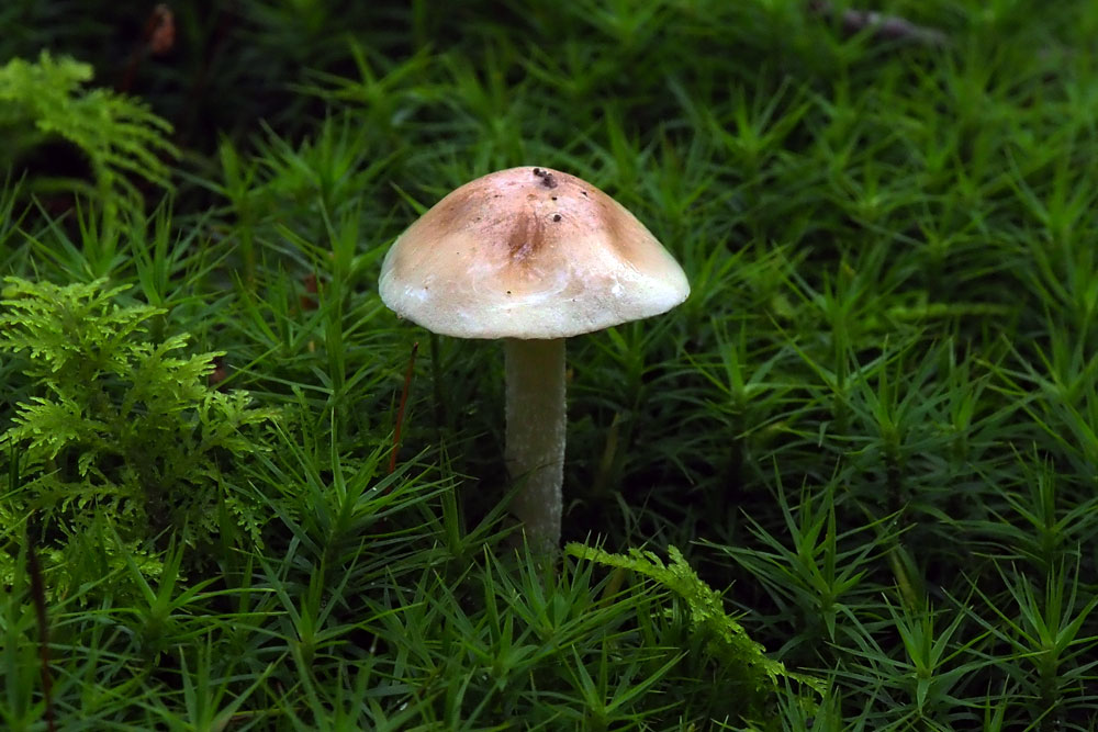 Frank Deden Natuurfotografie