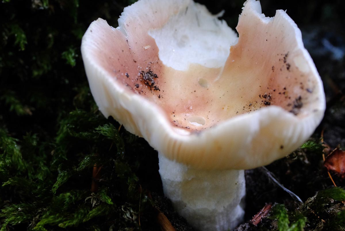 Frank Deden Natuurfotografie