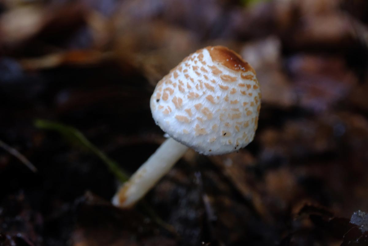 Frank Deden Natuurfotografie