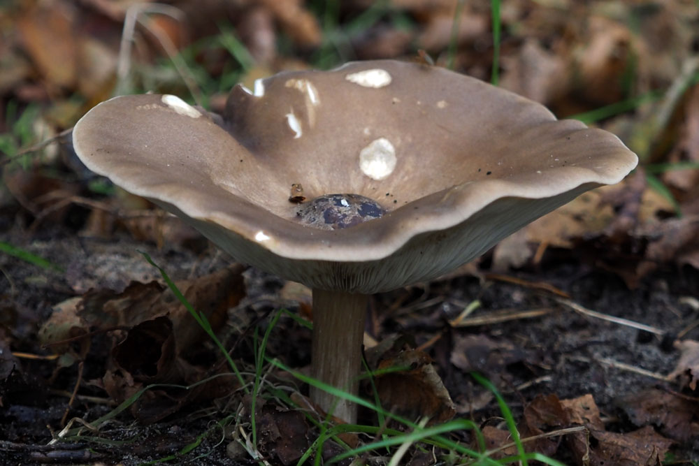 Frank Deden Natuurfotografie