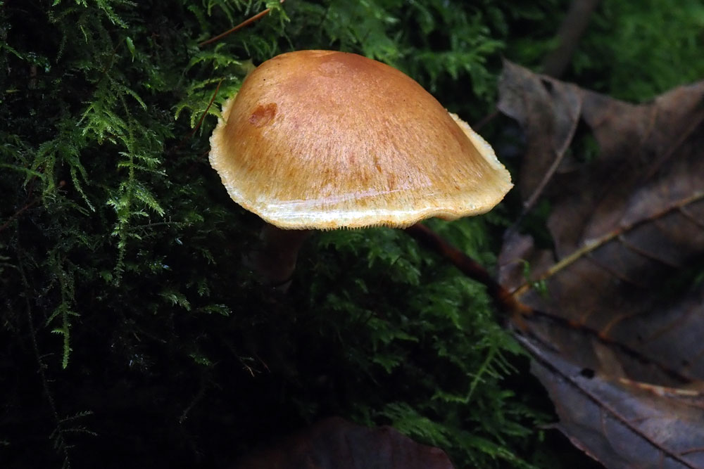 Frank Deden Natuurfotografie