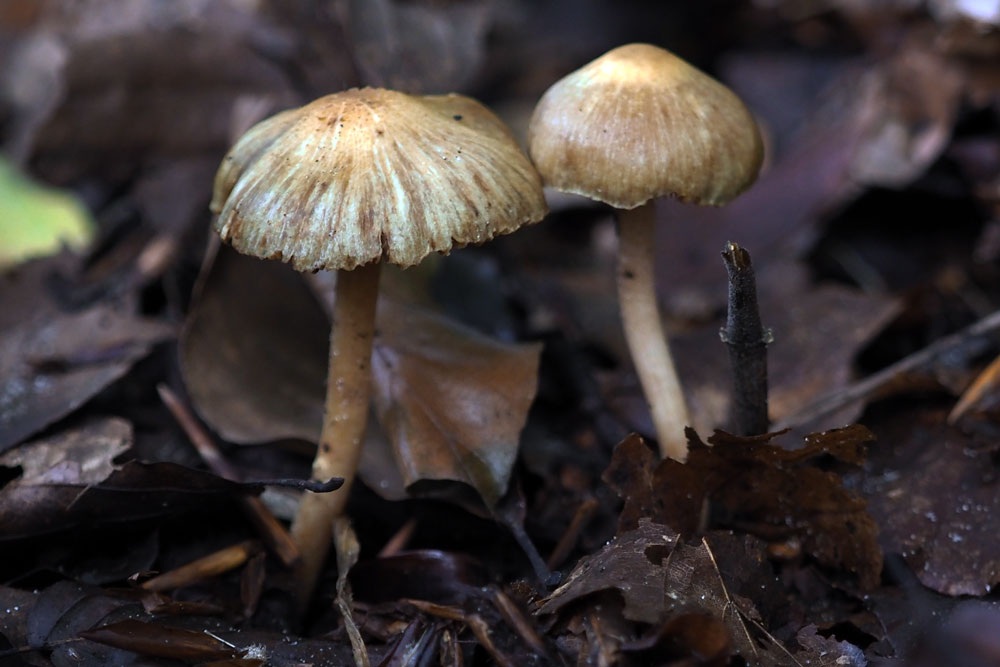 Frank Deden Natuurfotografie