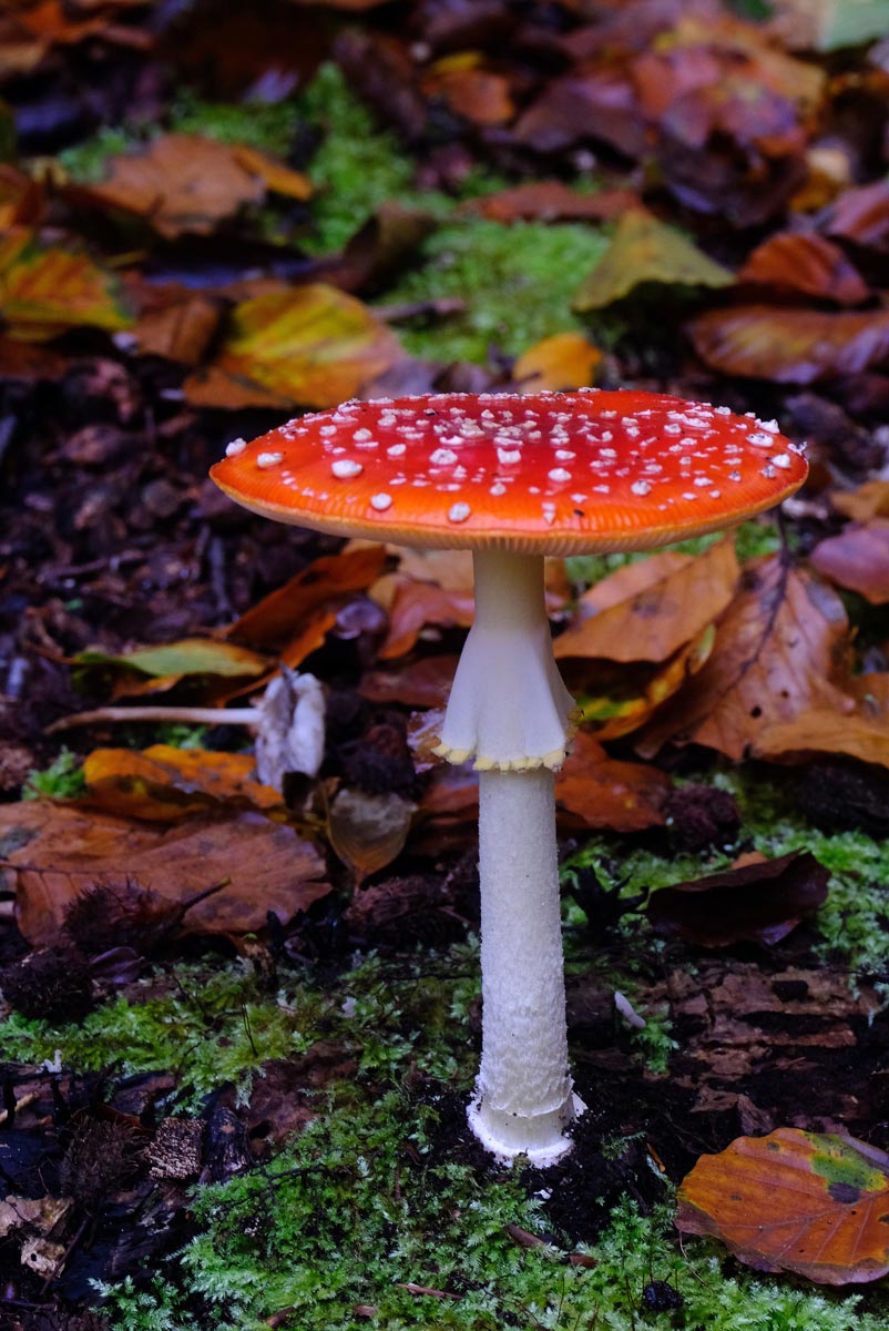 Frank Deden Natuurfotografie