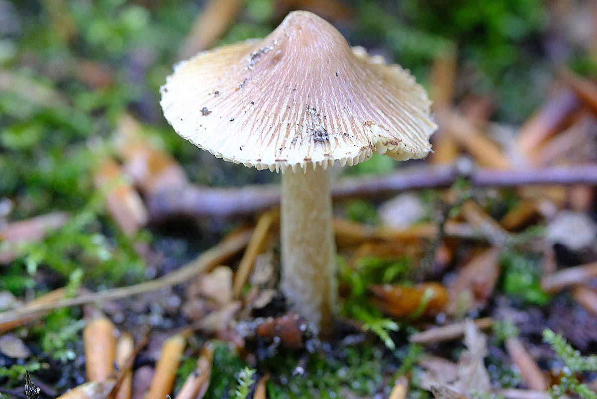 Frank Deden Natuurfotografie