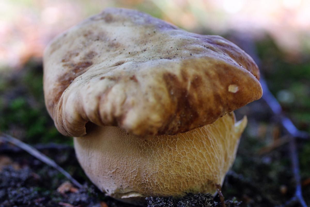 Frank Deden Natuurfotografie