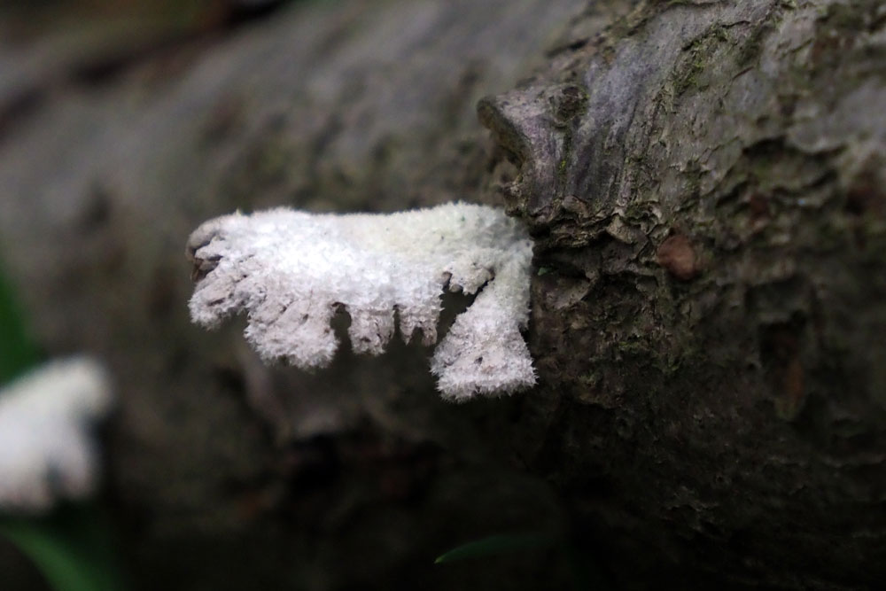 Frank Deden Natuurfotografie