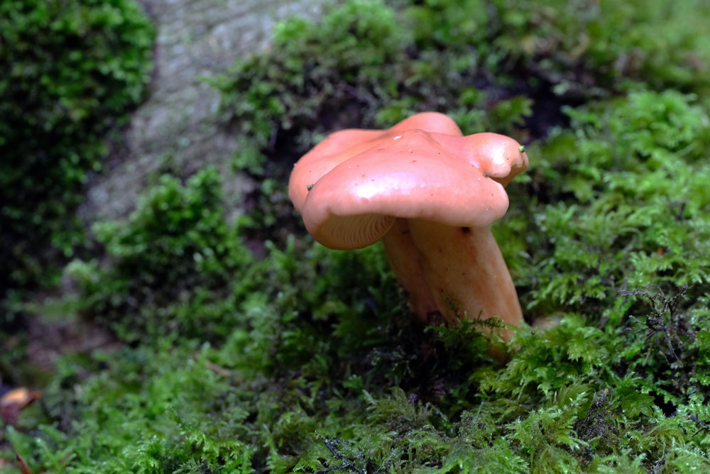 Frank Deden Natuurfotografie