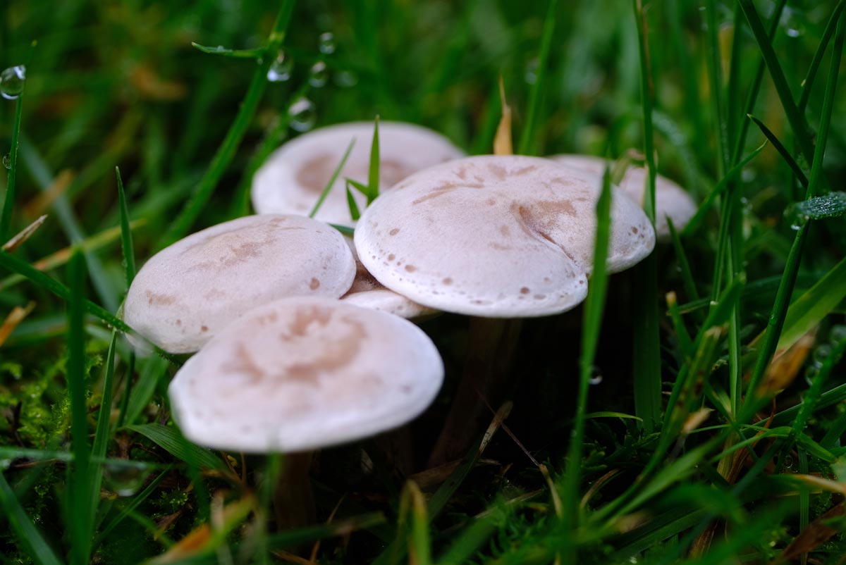 Frank Deden Natuurfotografie