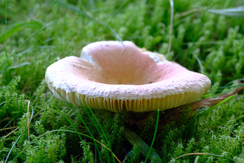 Frank Deden Natuurfotografie