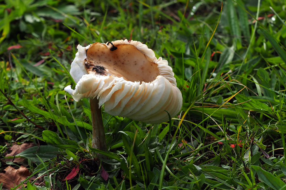 Frank Deden Natuurfotografie