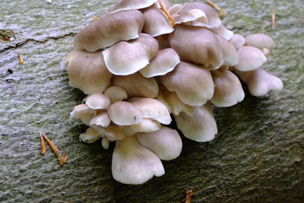 Frank Deden Natuurfotografie