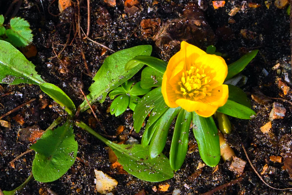 Frank Deden Natuurfotografie