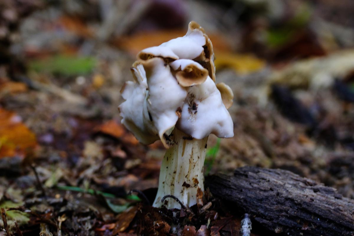 Frank Deden Natuurfotografie