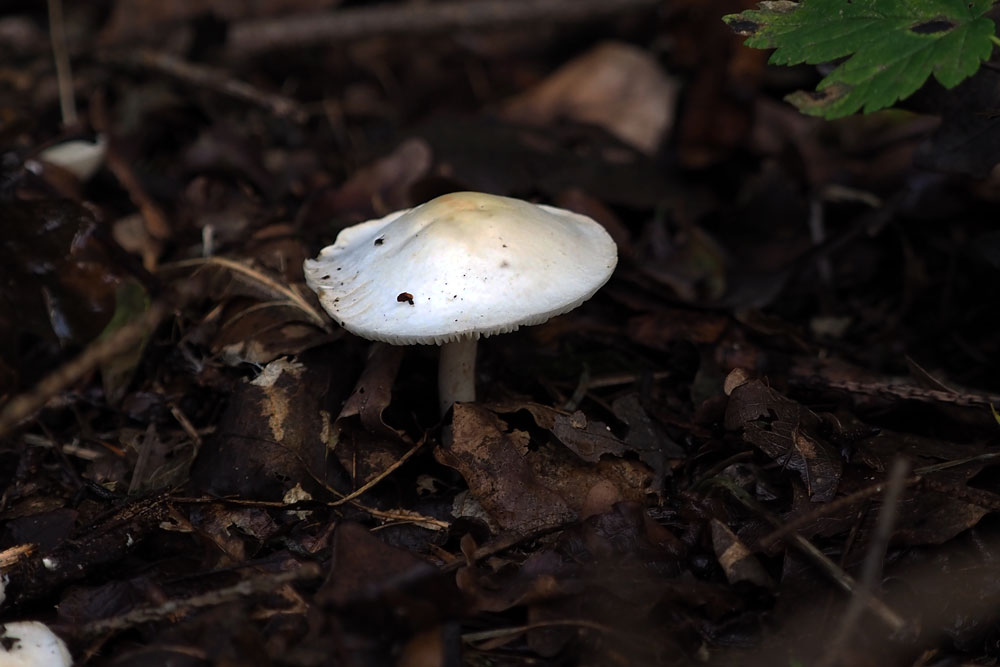 Frank Deden Natuurfotografie