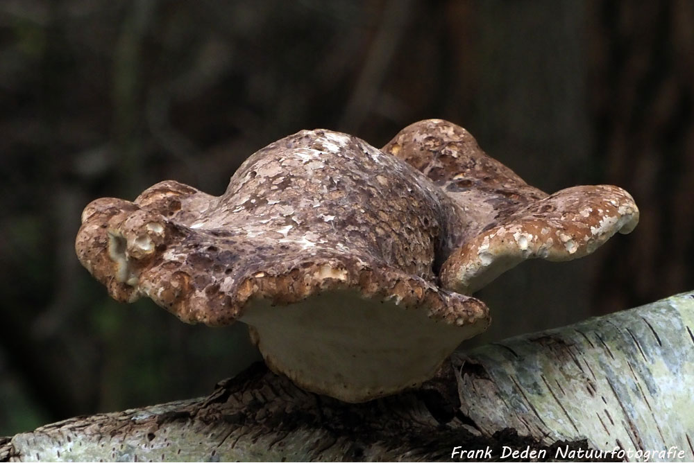 Frank Deden Natuurfotografie