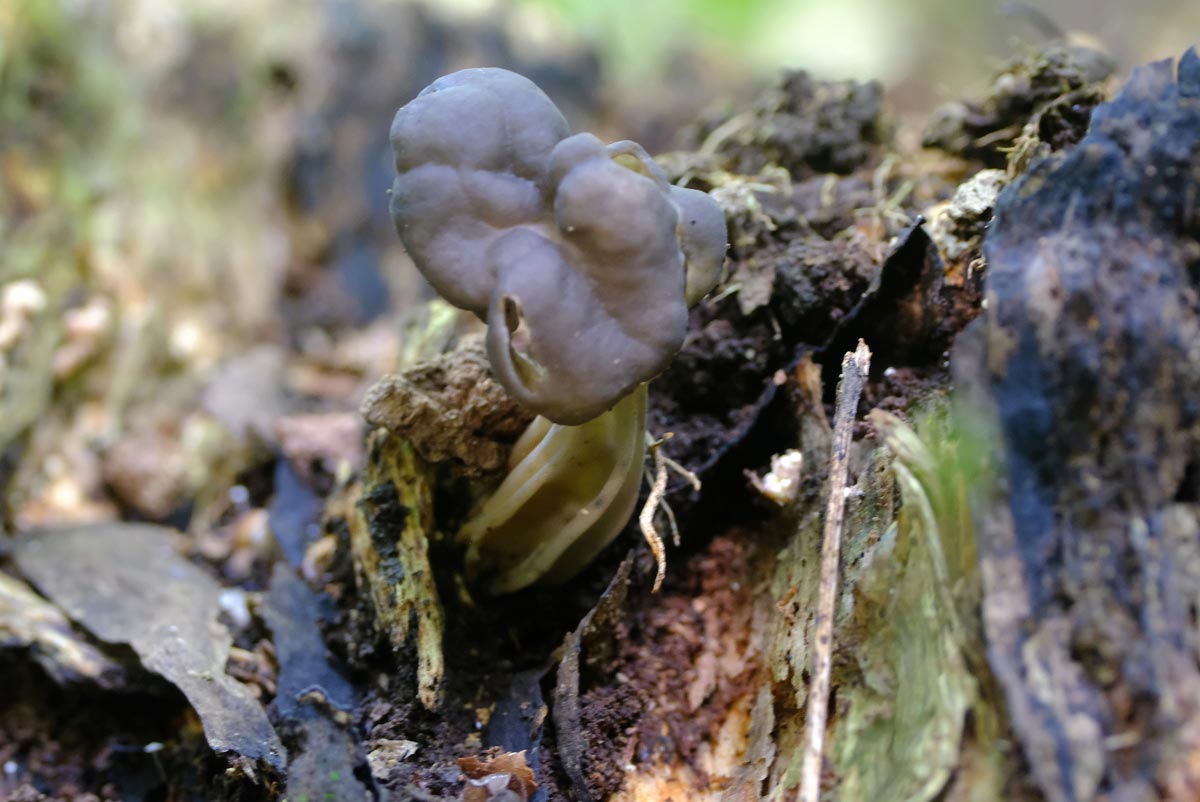 Frank Deden Natuurfotografie