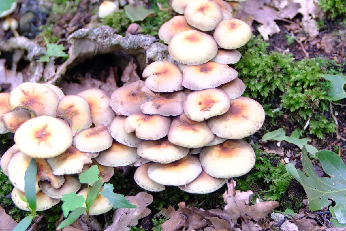 Frank Deden Natuurfotografie