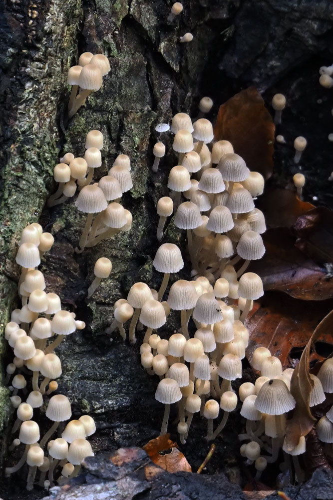 Frank Deden Natuurfotografie