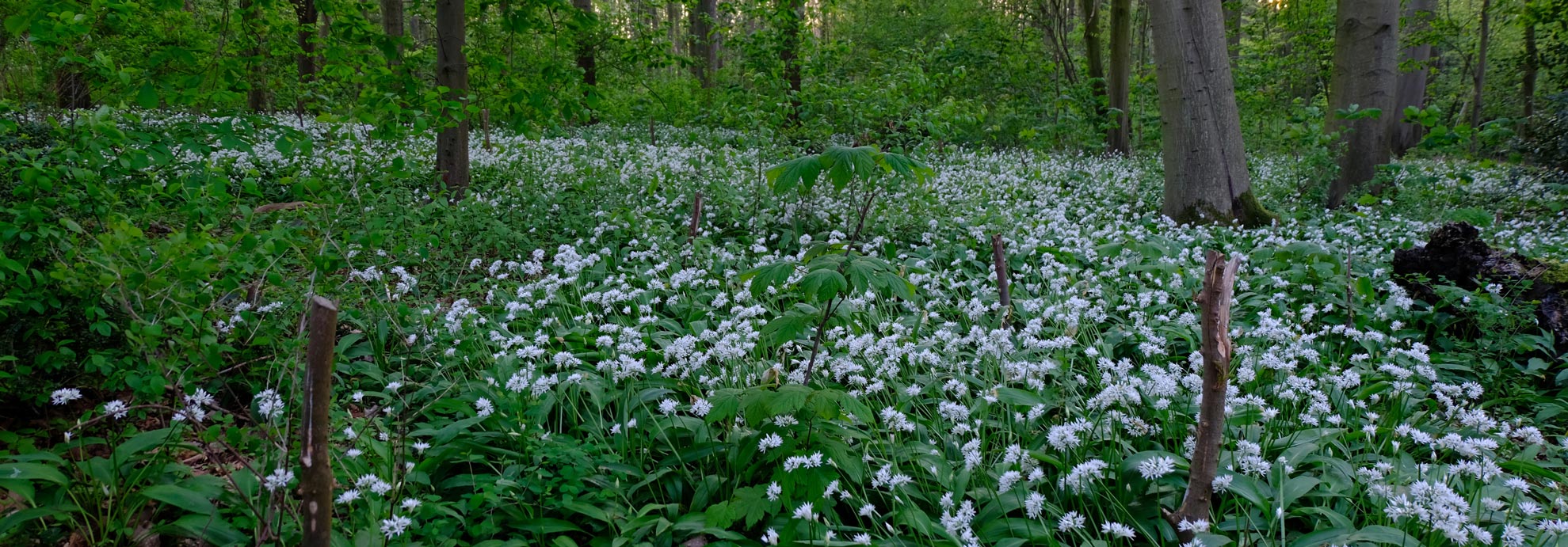 bloemen van elswout