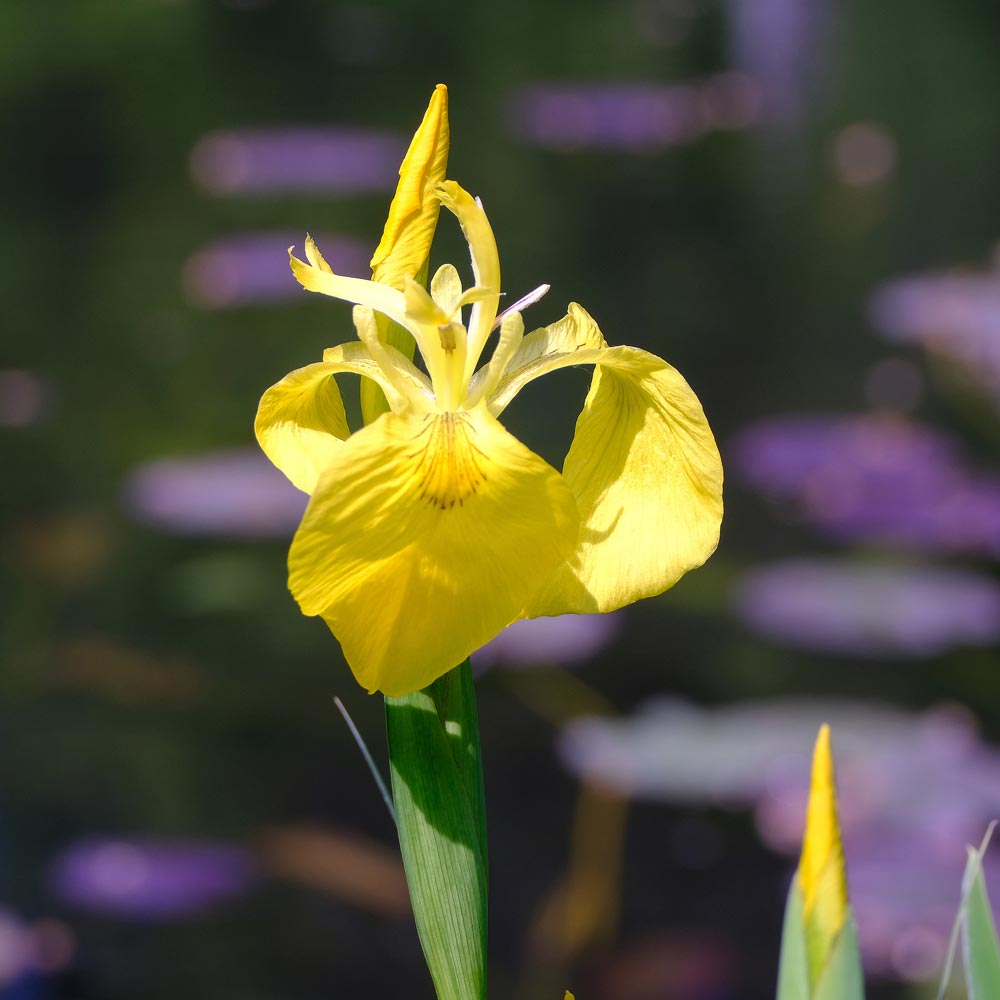 Frank Deden Natuurfotografie