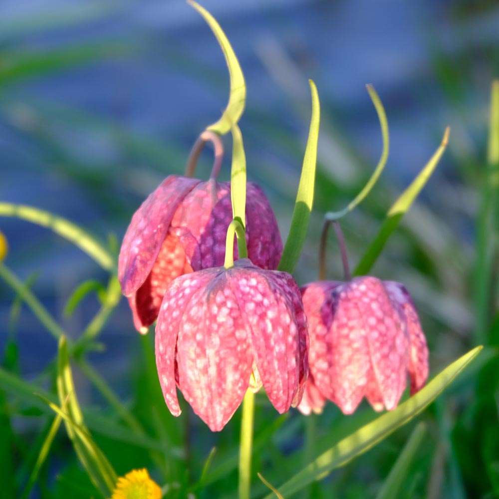 Frank Deden Natuurfotografie