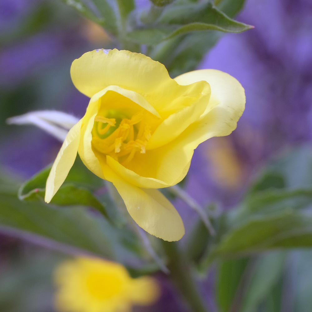 Frank Deden Natuurfotografie