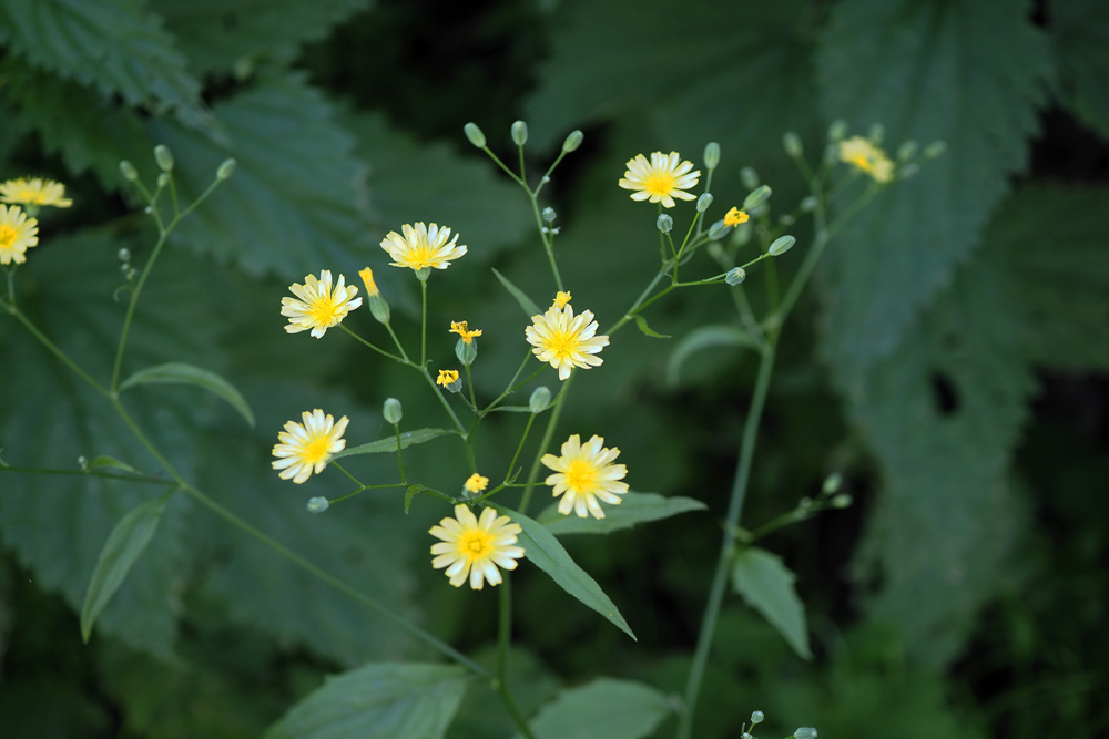 Frank Deden Natuurfotografie