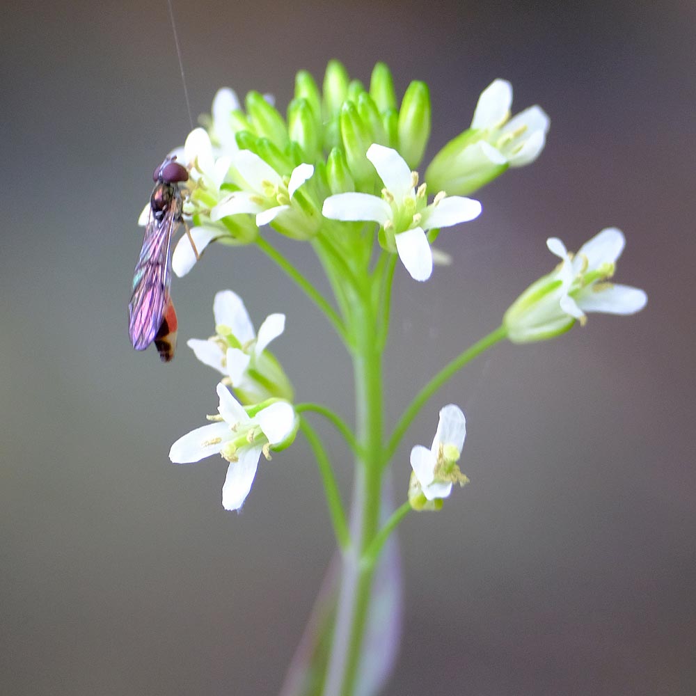 Frank Deden Natuurfotografie