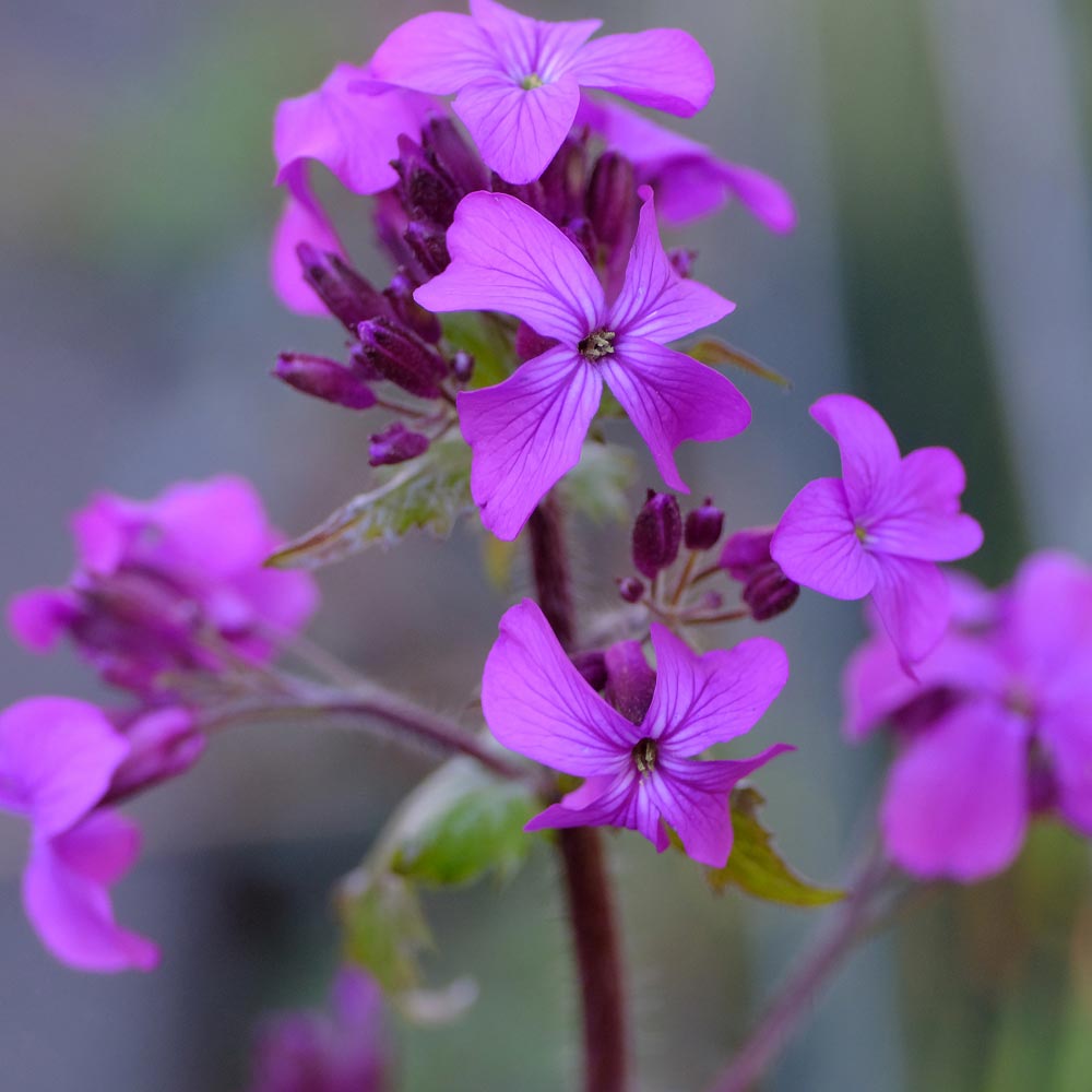 Frank Deden Natuurfotografie