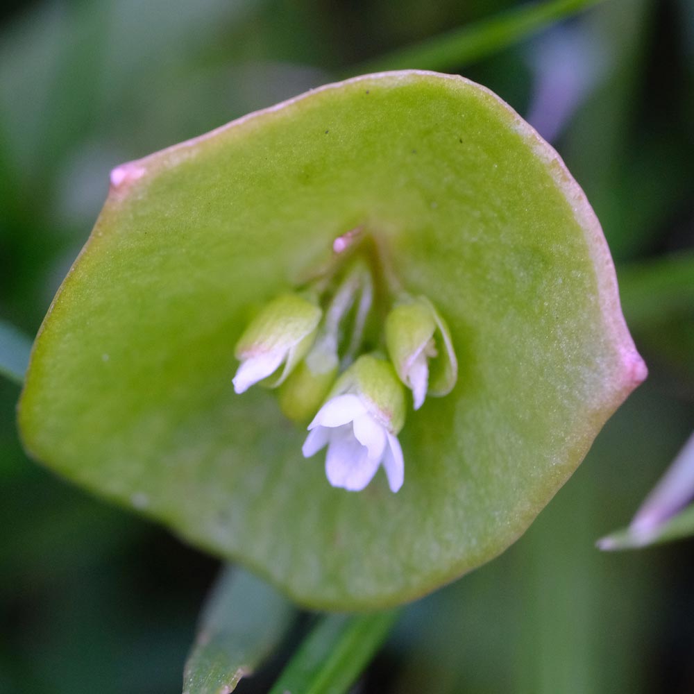 Frank Deden Natuurfotografie