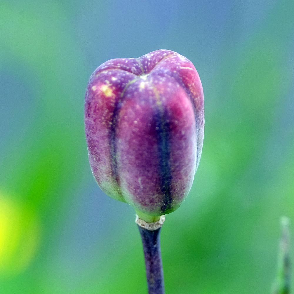 Frank Deden Natuurfotografie